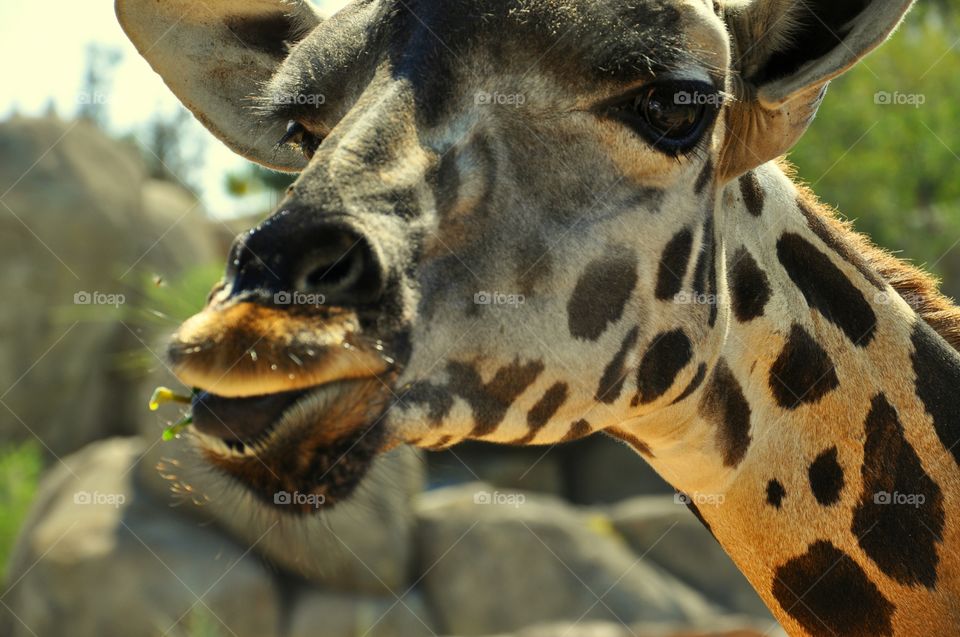 giraffe in Valencia biopark