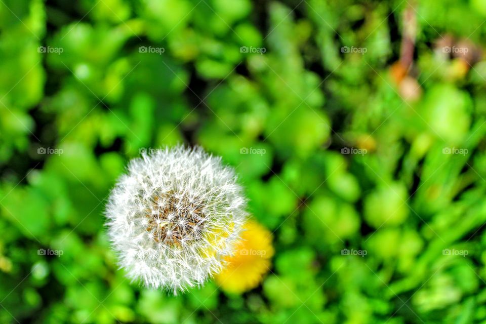 dandelion