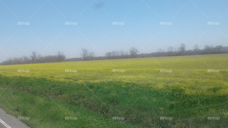 fields of yellow flowers