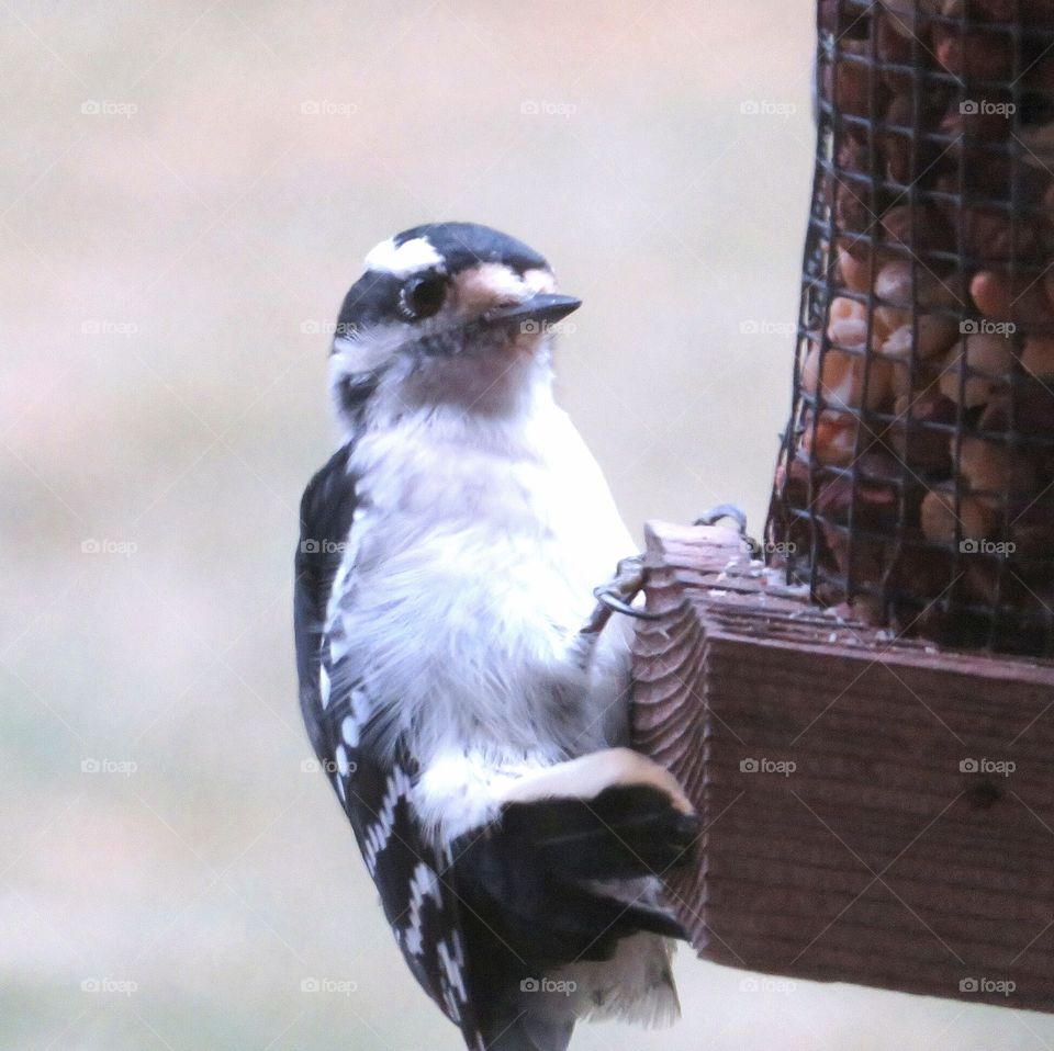 Downy Woodpecker Hanging From Feeder