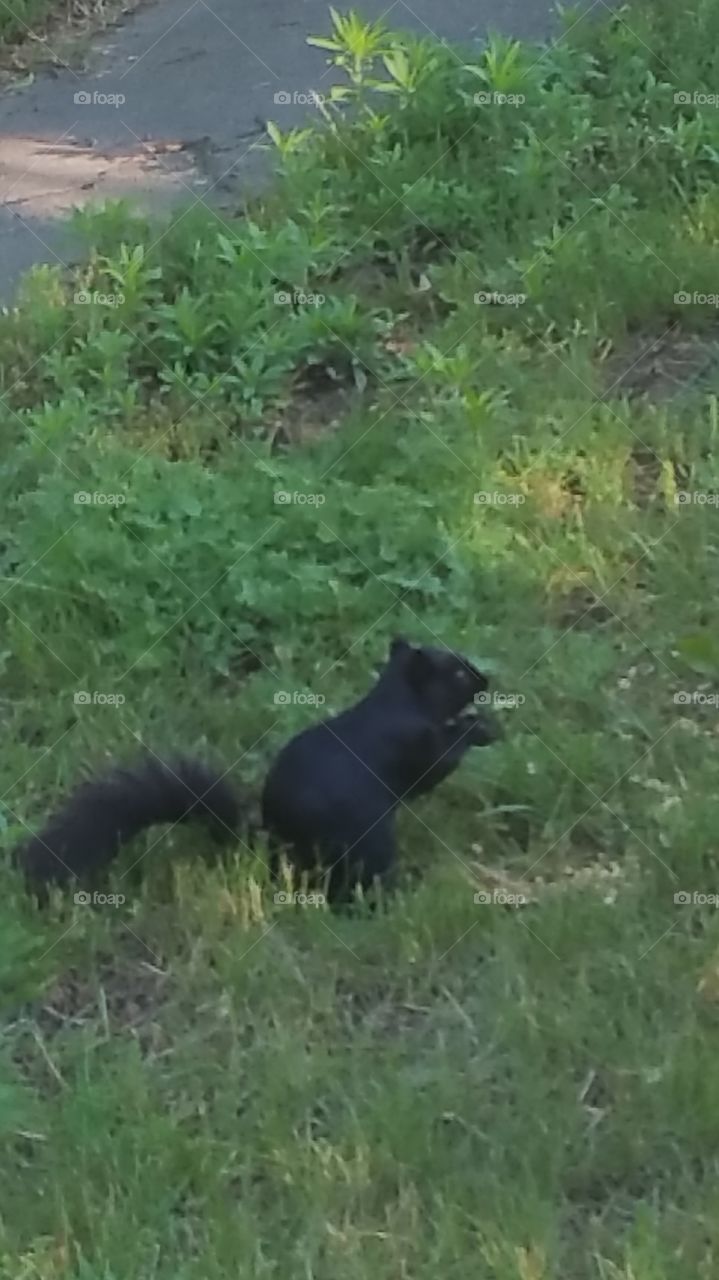 mr. black squirrel that I have been feeding