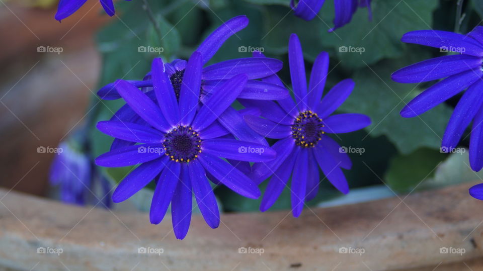 blue violet flower closeup
