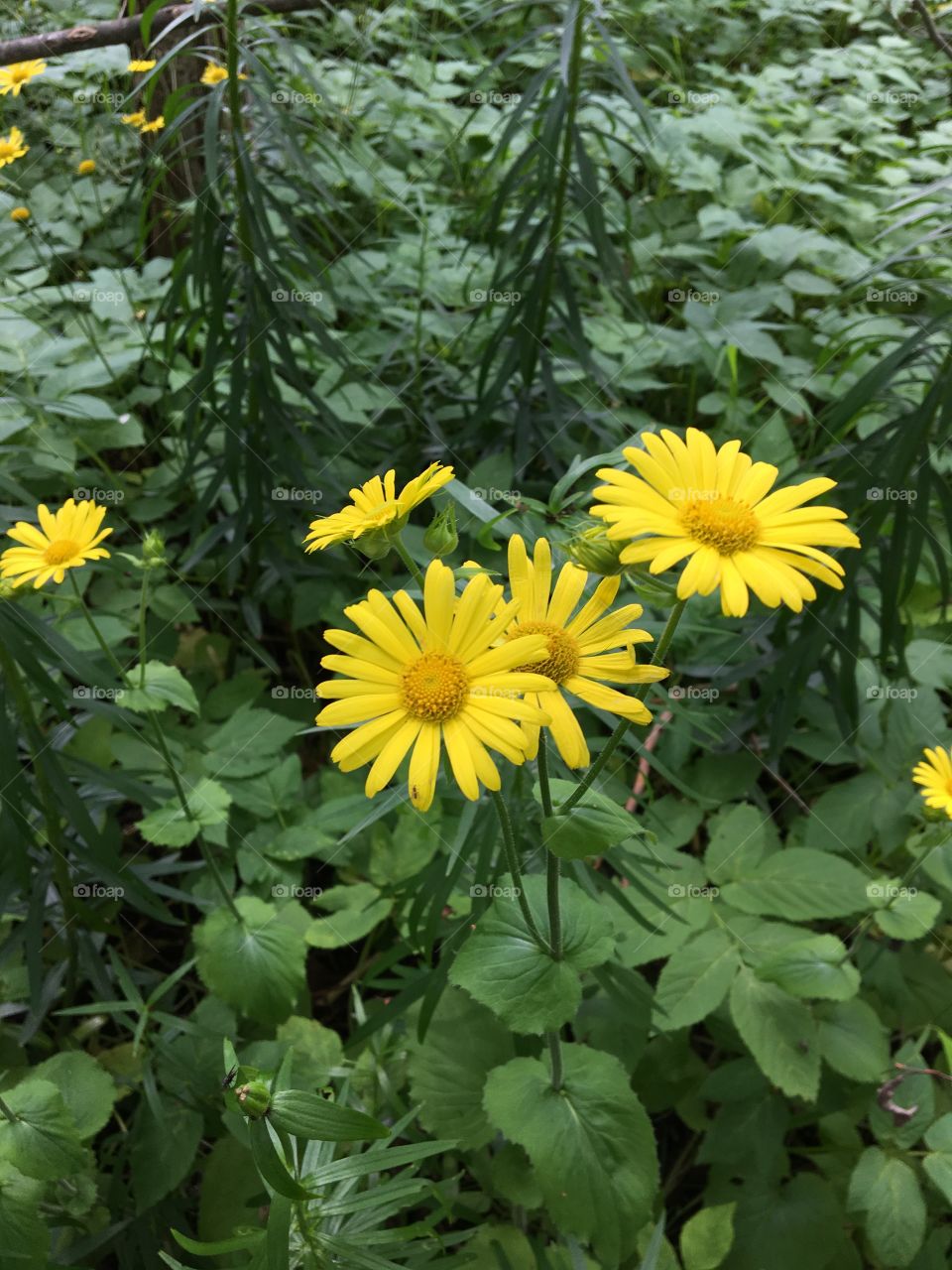 Wild yellow flowers