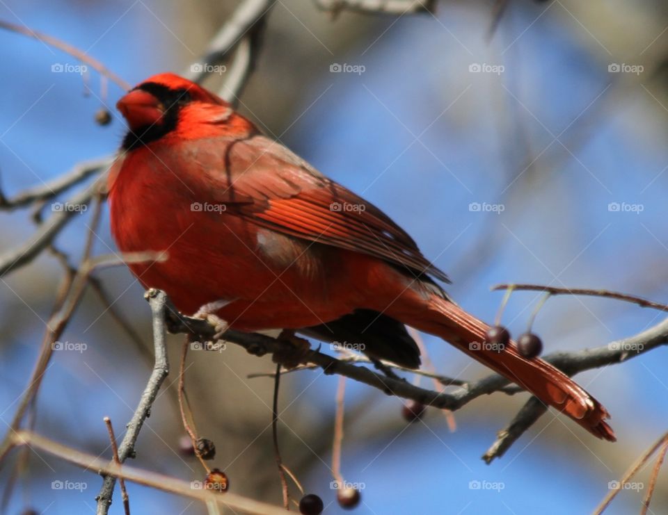 Cardinal on Branch 