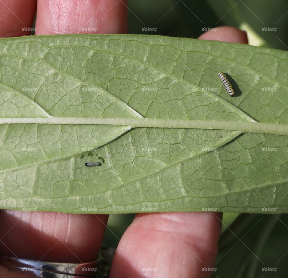 Newly hatched monarch caterpillars 