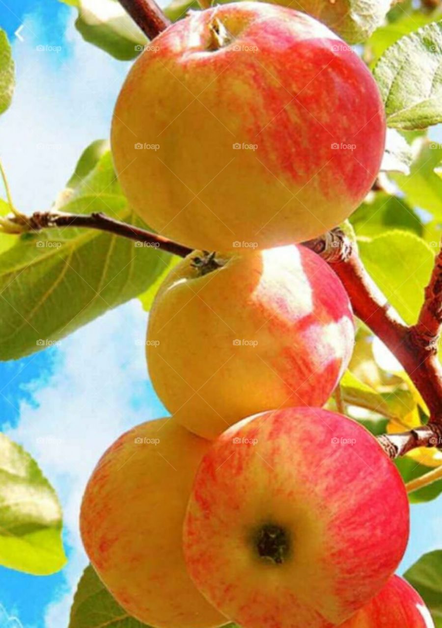 Fresh apple on tree, Fresh fruit, Beautiful apple.