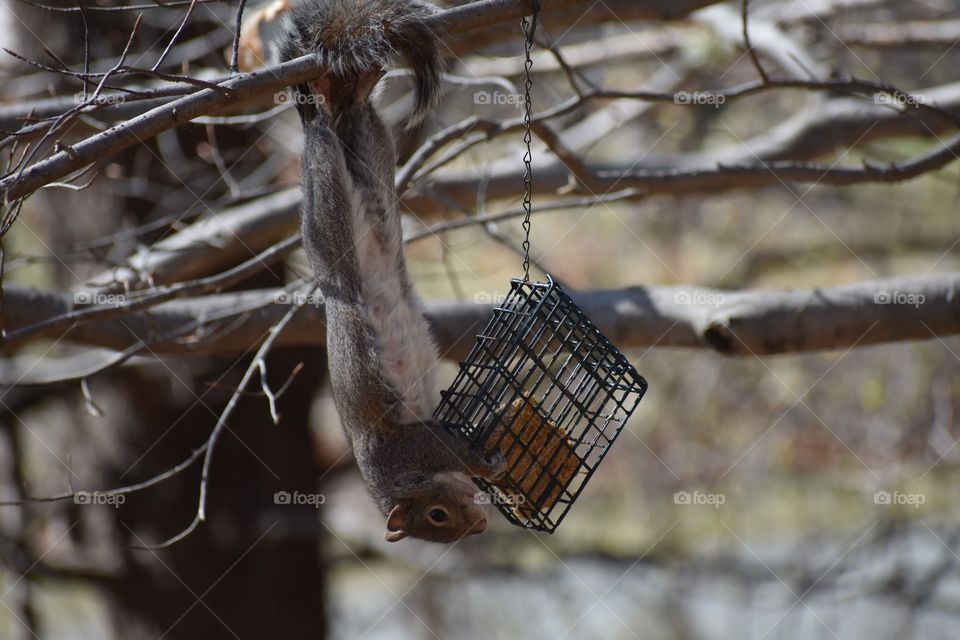 Squirrel eating from suet feeder in tree