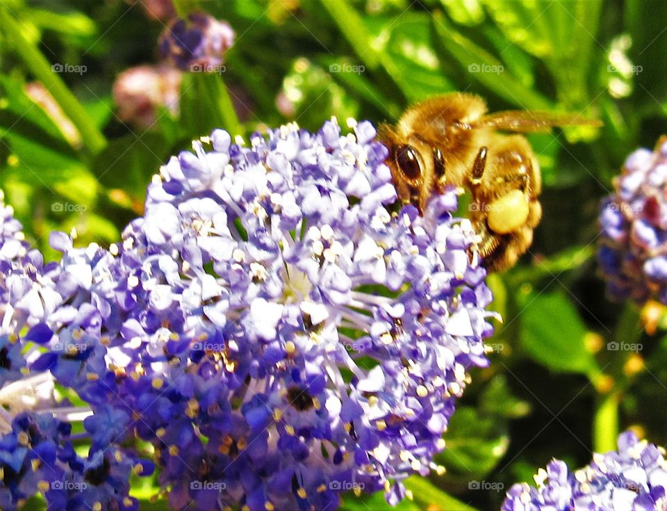 Pollination