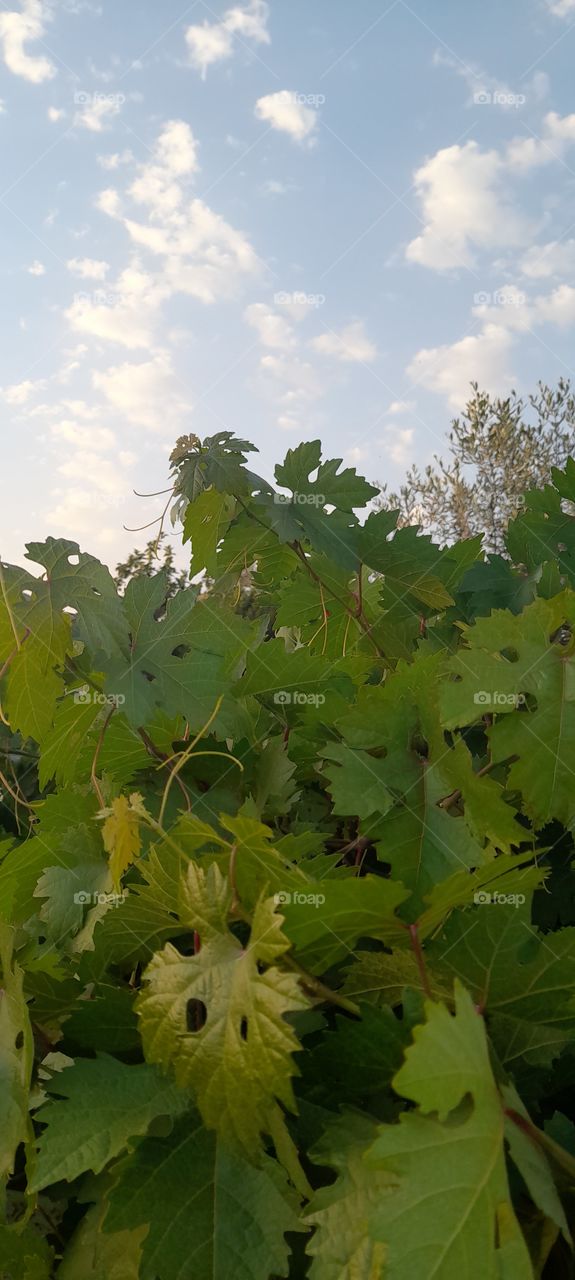 nature in Jordan 🇯🇴