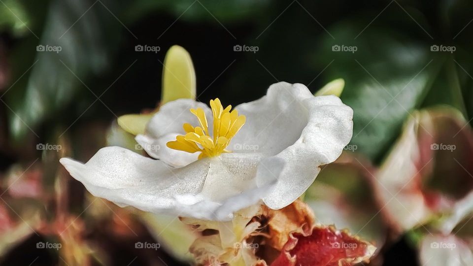 Macro photo of green grass growing in the garden