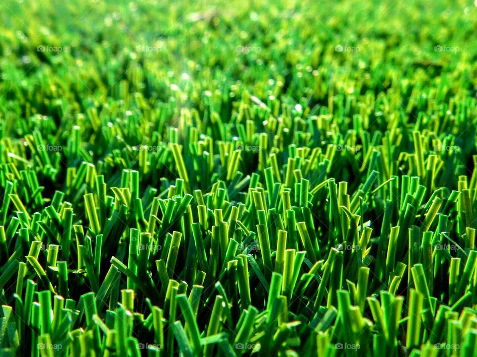 Close-up of green grass lawn
