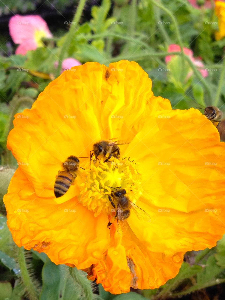 Iceland poppy with bees 