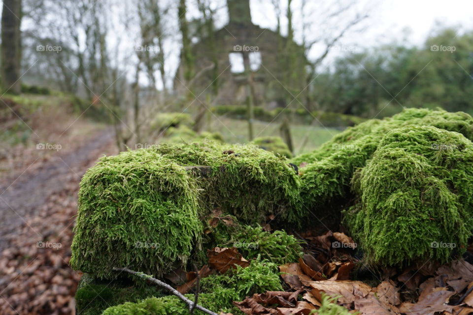 Mossy dry stone wall