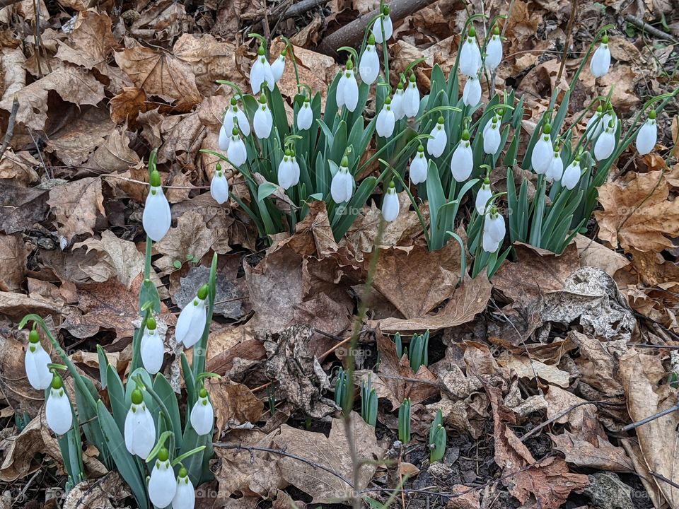 Heralds of spring - Snowdrops