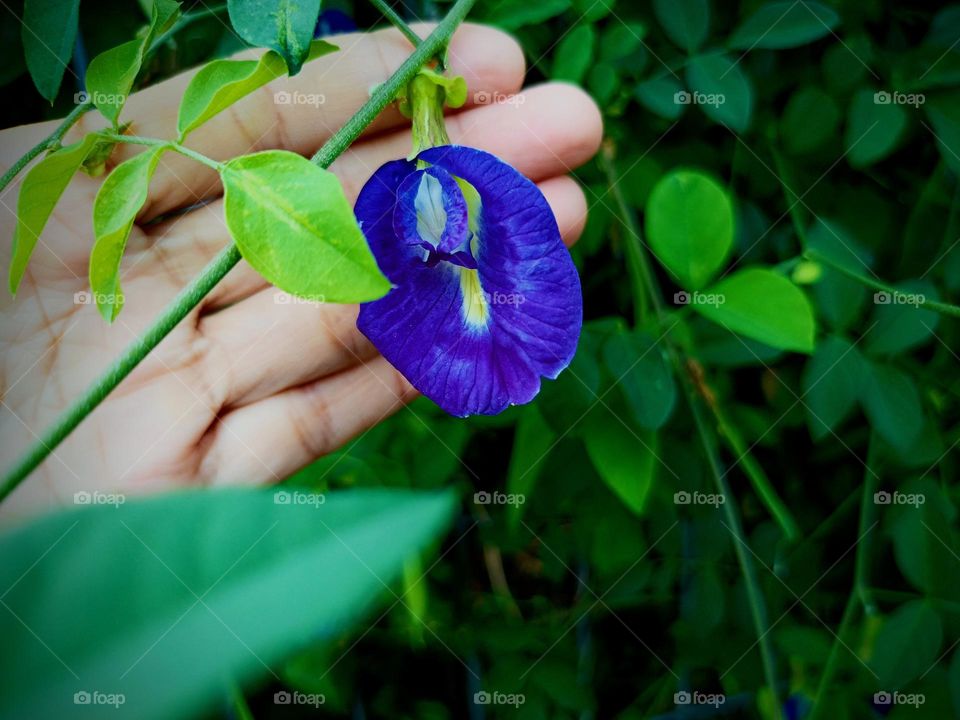 beautiful flowers