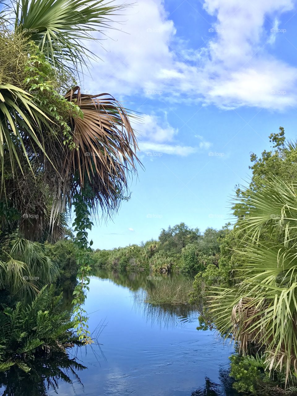 Myakka River flow