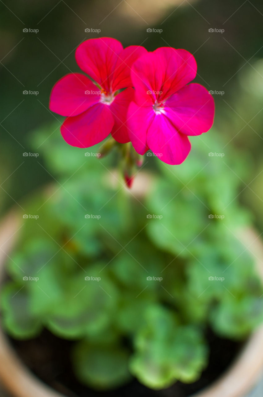 garden pink flower outdoors by bushler14