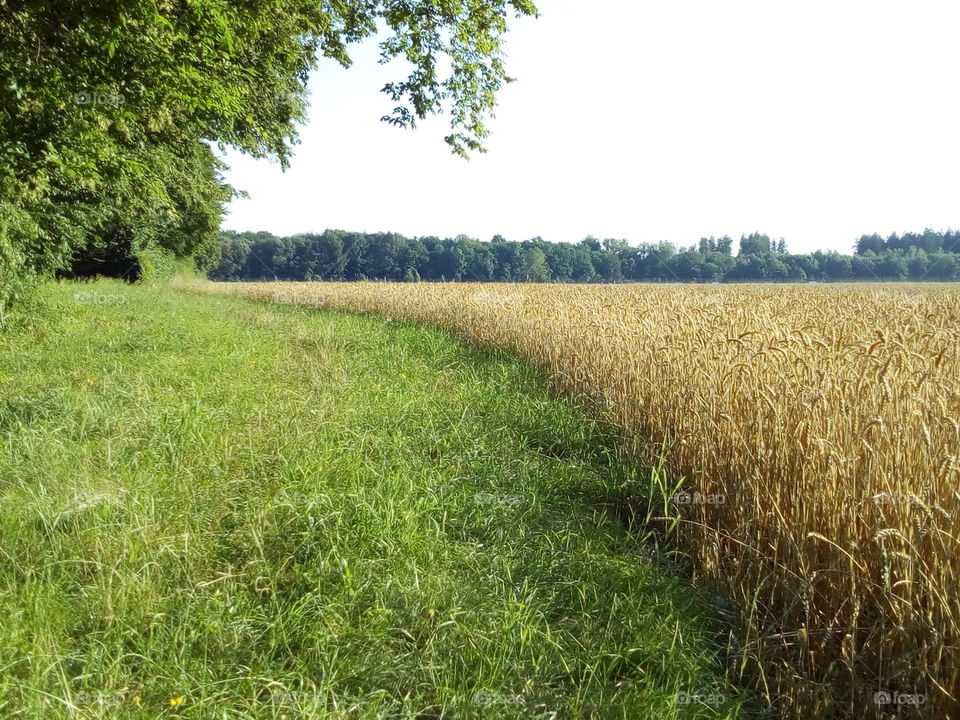 cropfield