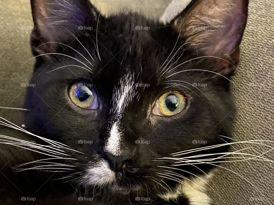 Closeup of an adorable black and white 