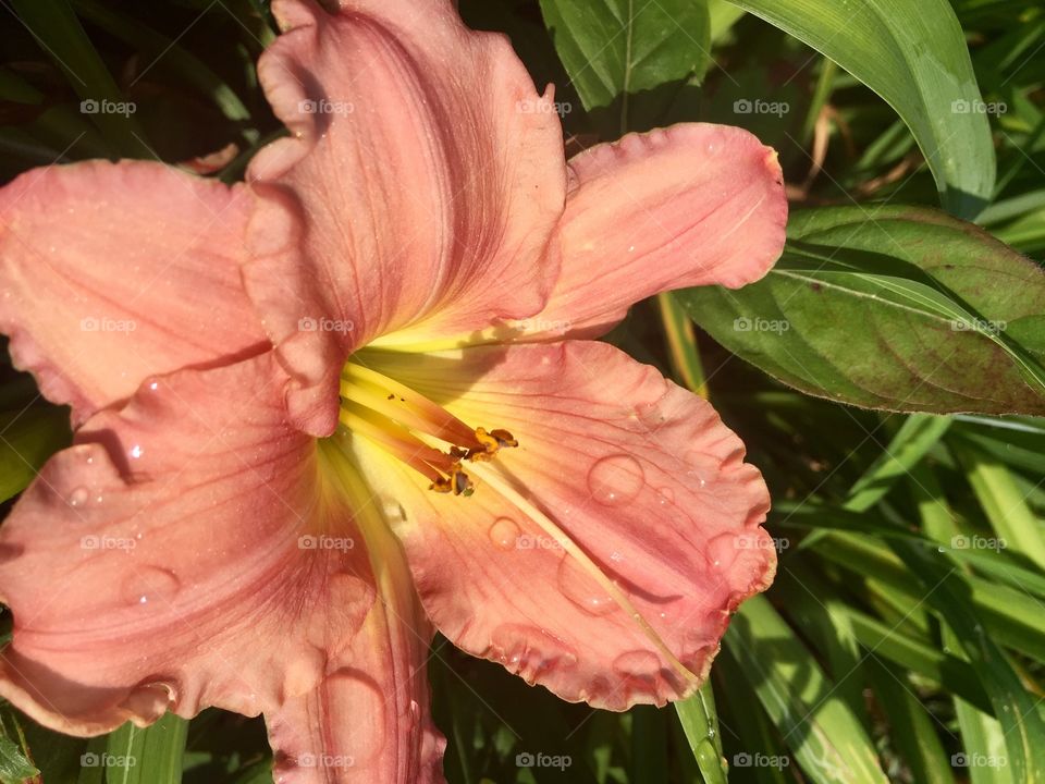 Orange Ruffled Day Lily