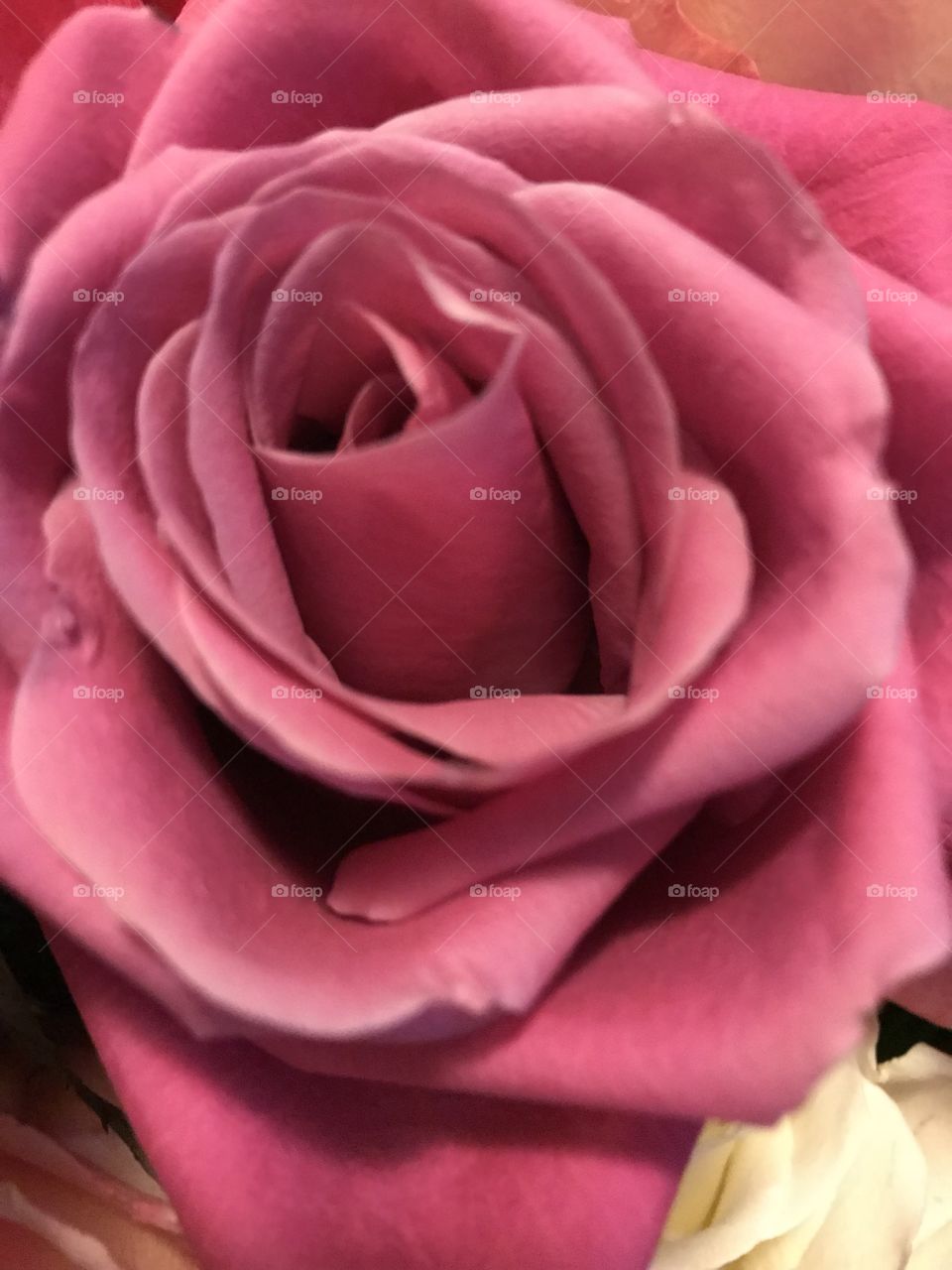 Beautiful rose colored rose.