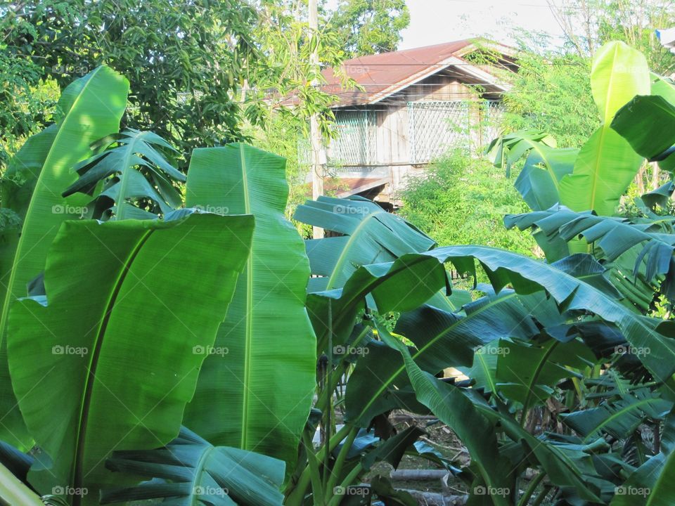 Small Banana trees starting to grow in the backyard, growing vibrant and sweet.