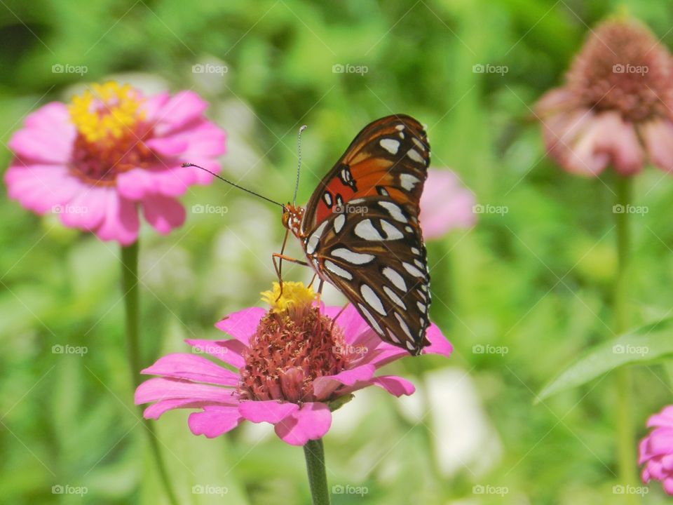 Nature, Butterfly, Summer, Flower, Insect