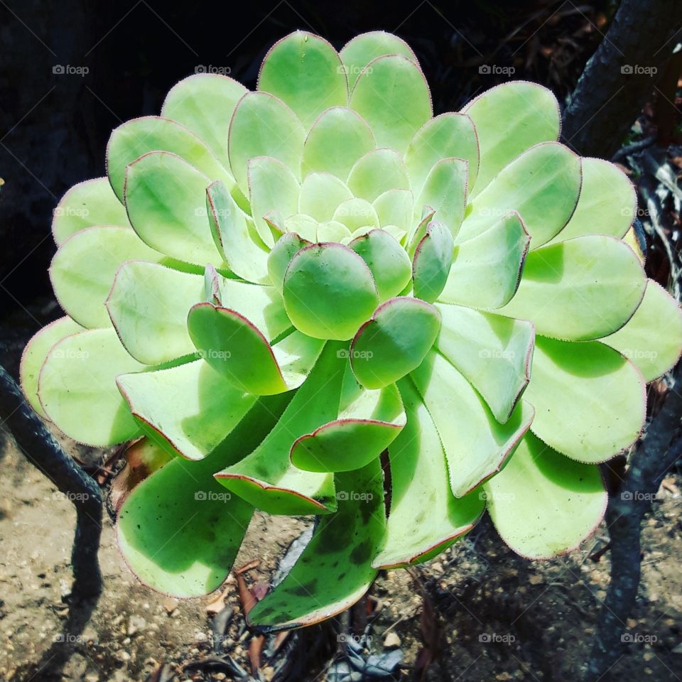Plant in Sintra Portugal