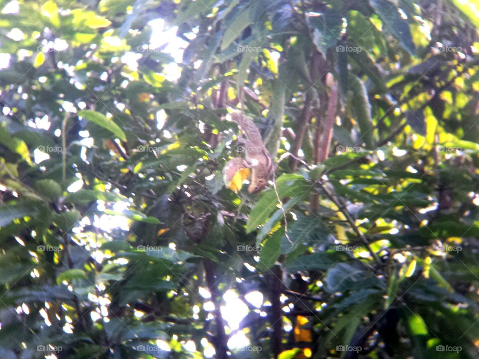 Squirrel and a Mango