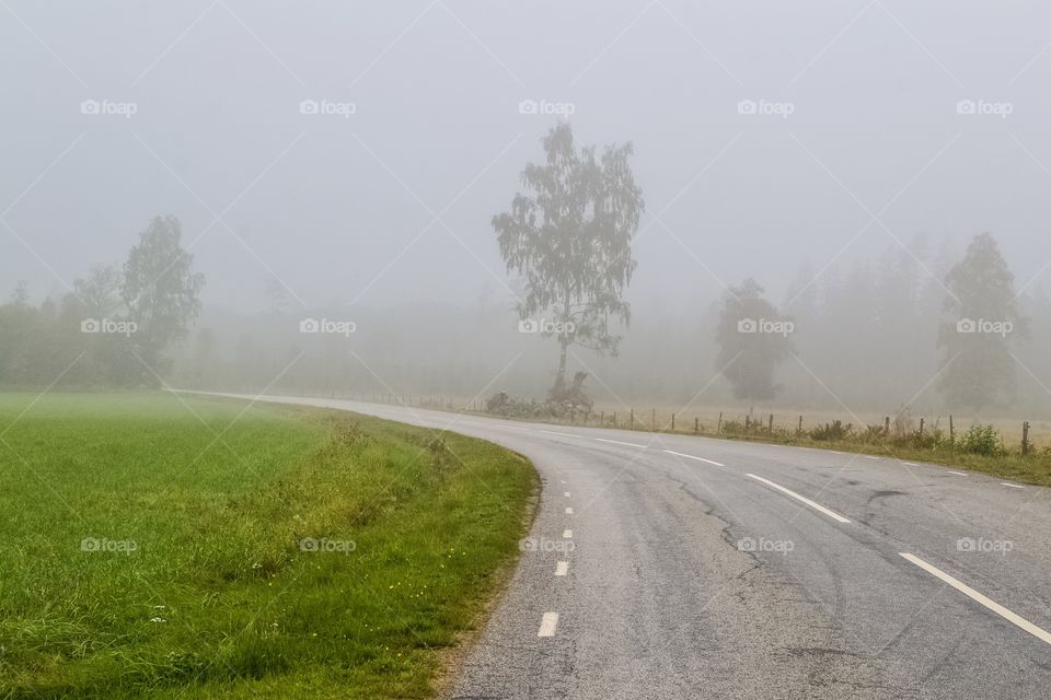 Foggy road, asphalt, countryside