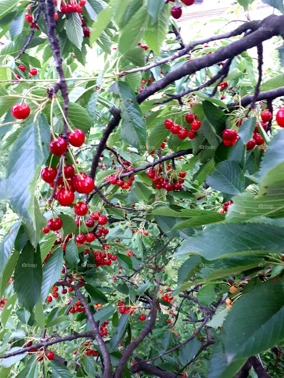 Many will say that these are cherries, but in our end we call them "hrušč".Still, it is just one of many varieties of cherries.