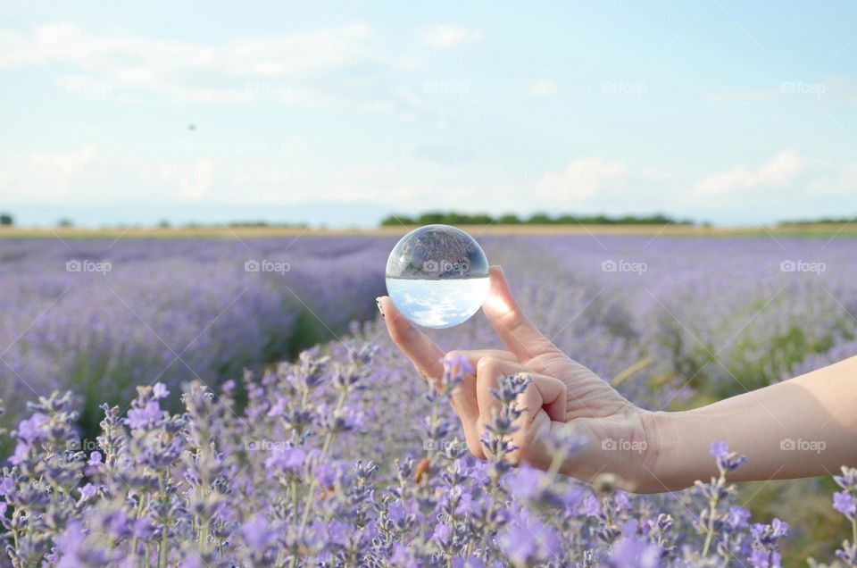 Lavender field