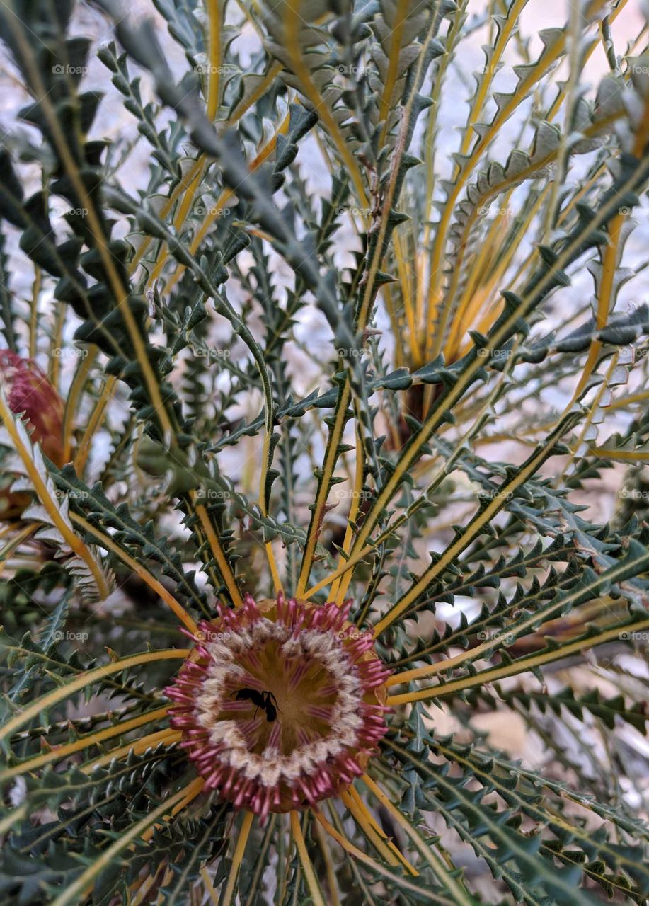 An insect enjoying a meal inside an Australian native flower, the Banksia