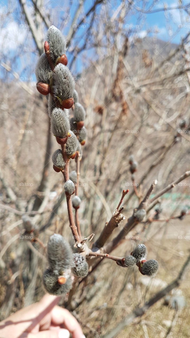 pussy willow's branch
