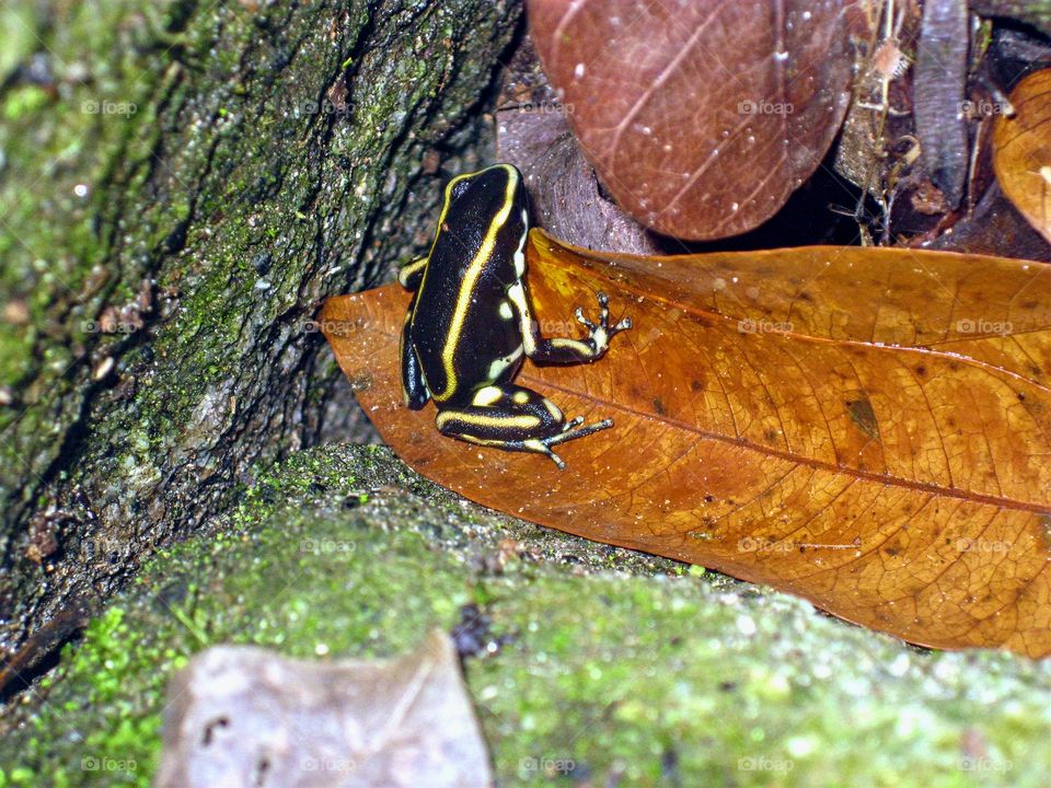 Poisoness frog black yellow