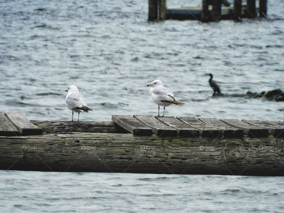 Seagulls and cormorant down by the riverside 