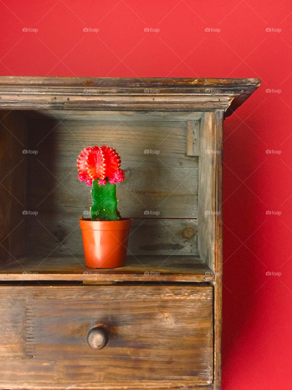 Color Love - A red Ruby Ball Cactus on a wooden shelf against a red wall