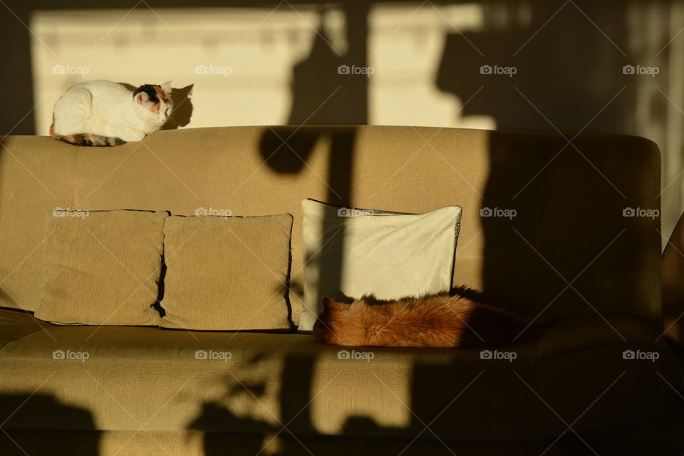 two cats pets sleep home in the solar light and shadows