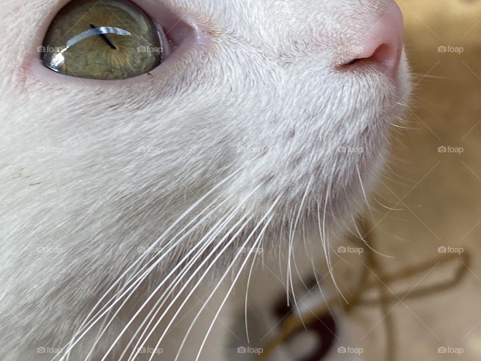 Close up on the cat’s nose and eye 