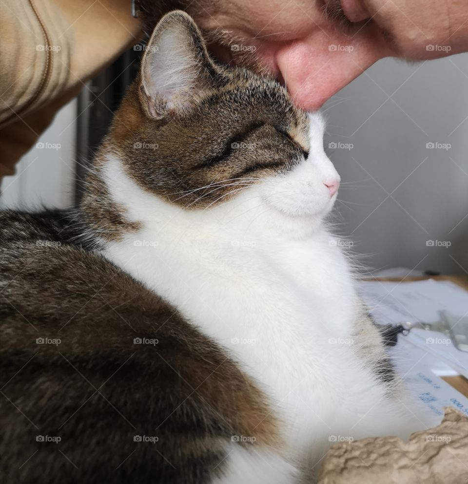 Blessed by a kiss from hooman