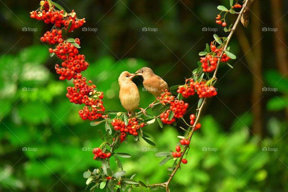 Beautiful and cute bird