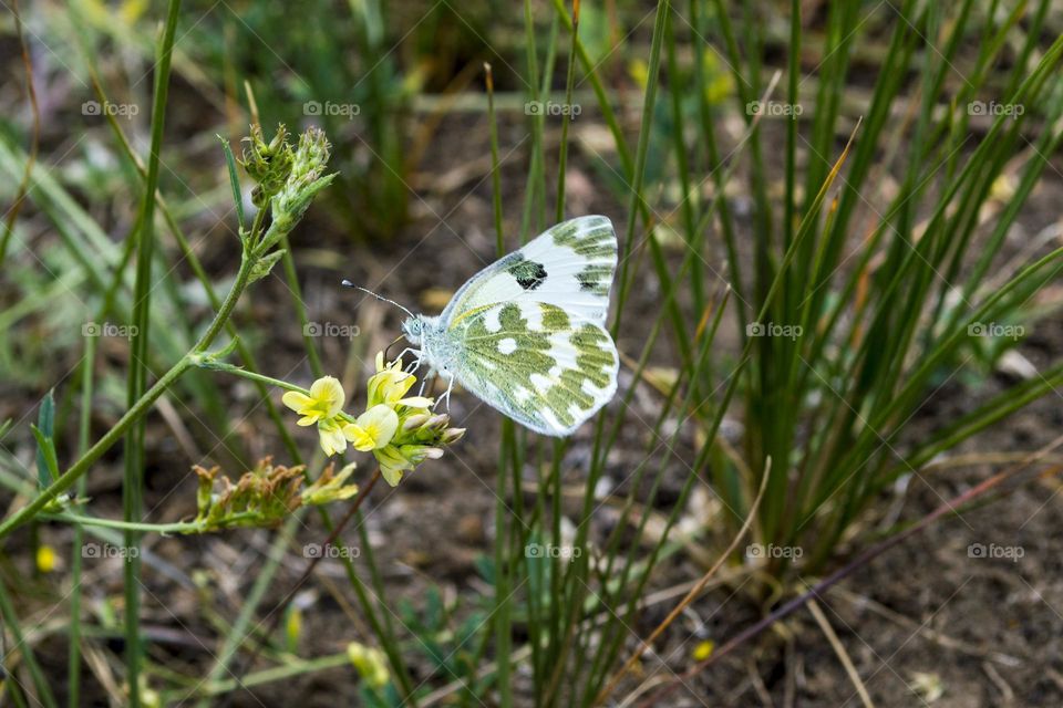 Pontia daplidice (Linnaeus, 1758)