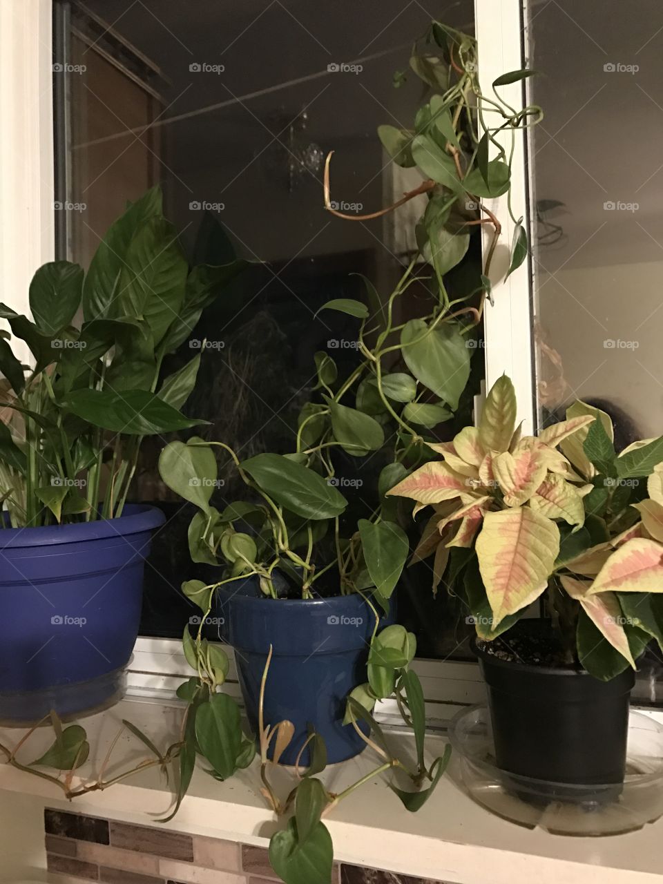 Indoors plants before sunrise
