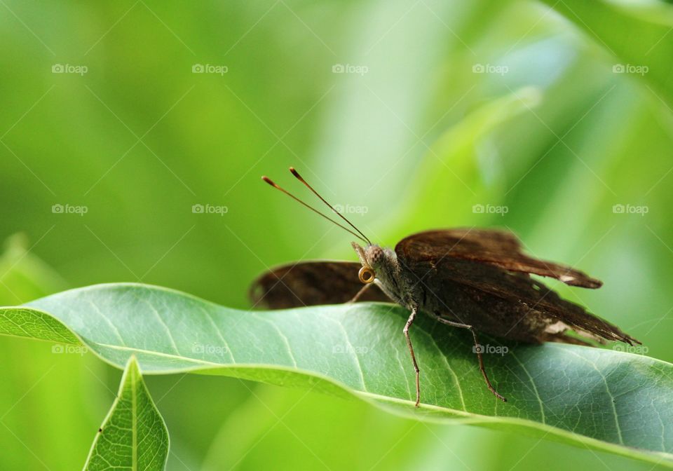 Closeup of a Brown Pansy fly sitting on a green leaf