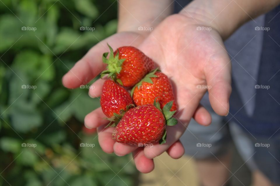 Close-up of hand holding strawberry