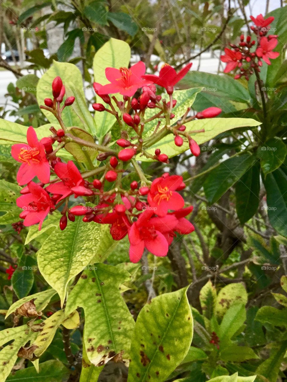 Wild Red flower tree plant 