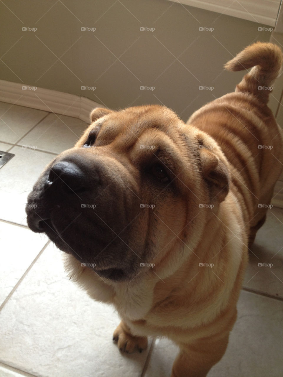 Adorable Chinese sharpei