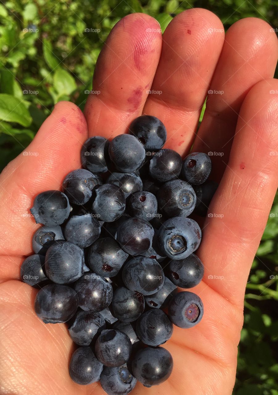 Handfull of blue berries.