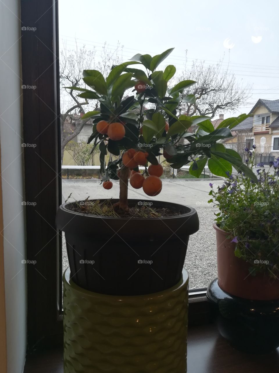 Orange Small Tree