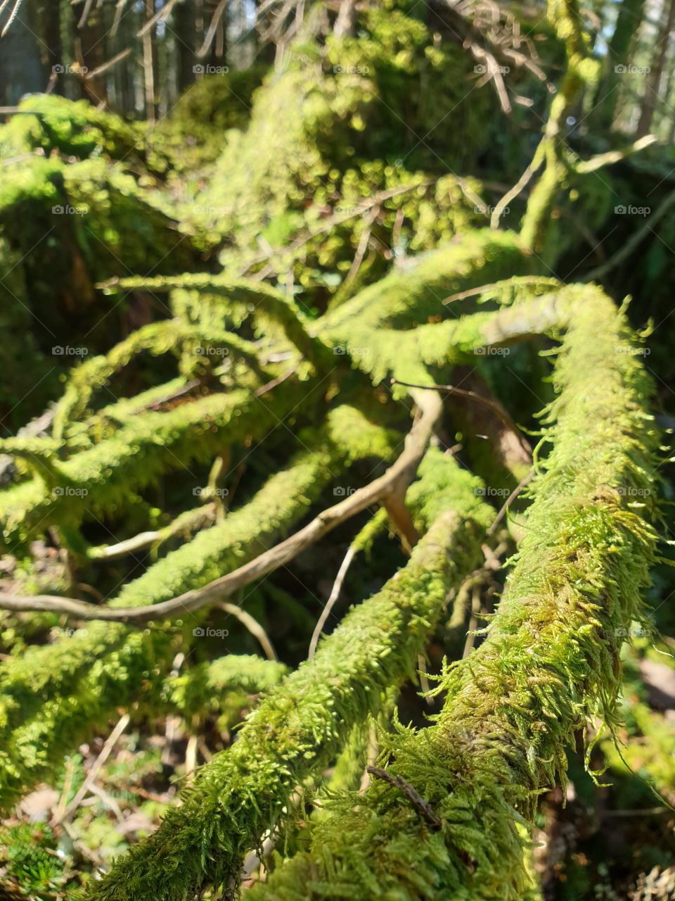 Green moss on an old tree